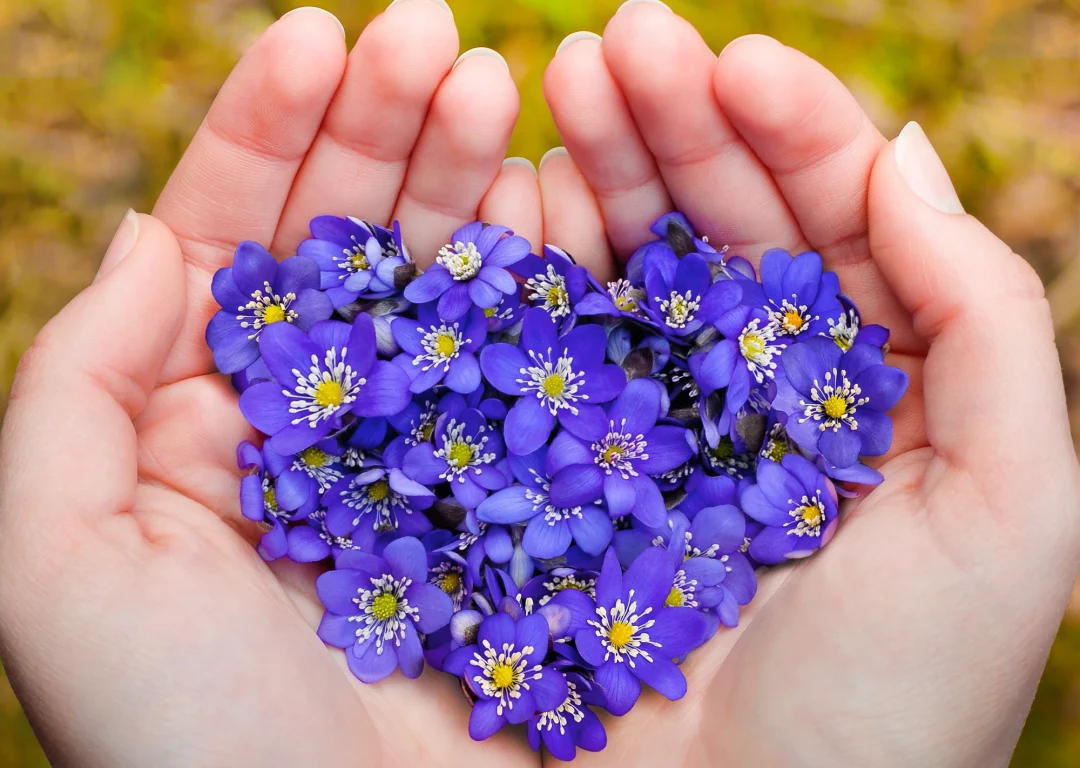 Purple flowers cupped in hands in a heart shape.